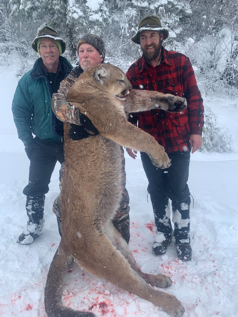 Nothing like the sound of baying hounds while cougar hunting with Idaho Whitetail Guides.