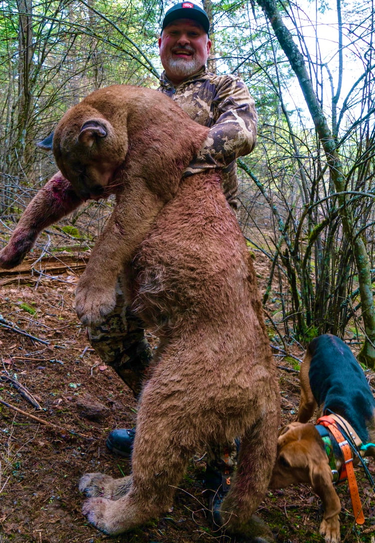 Fully trained BearPath-Plott Hounds.  Idaho Whitetail Guides.