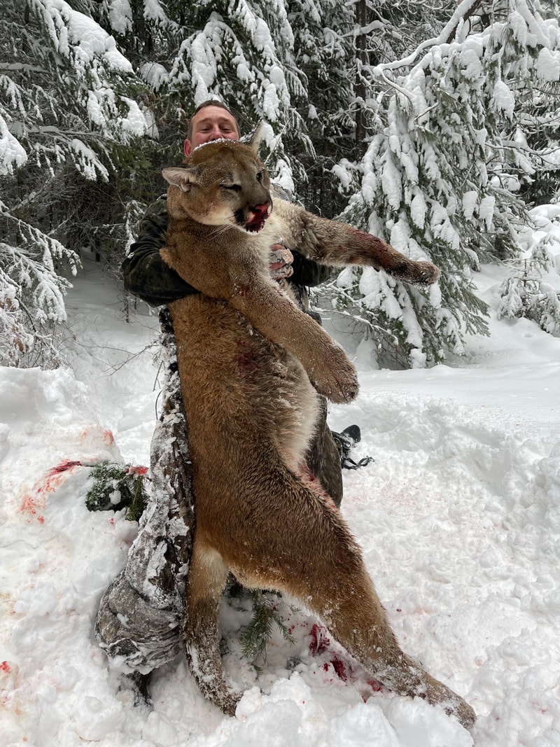 Cougar Hunting with Idaho Whitetail Guides in the Northern Panhandle of Idaho.  Beautiful.